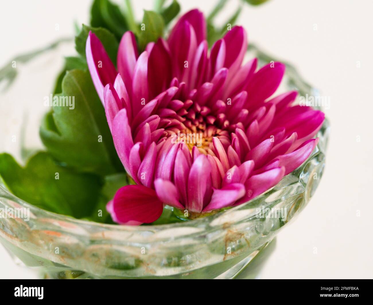 Flowers in a vase, Macro of a Magenta pink Chrysanthemum, Mother’s Day flower opening in a crystal vase Stock Photo
