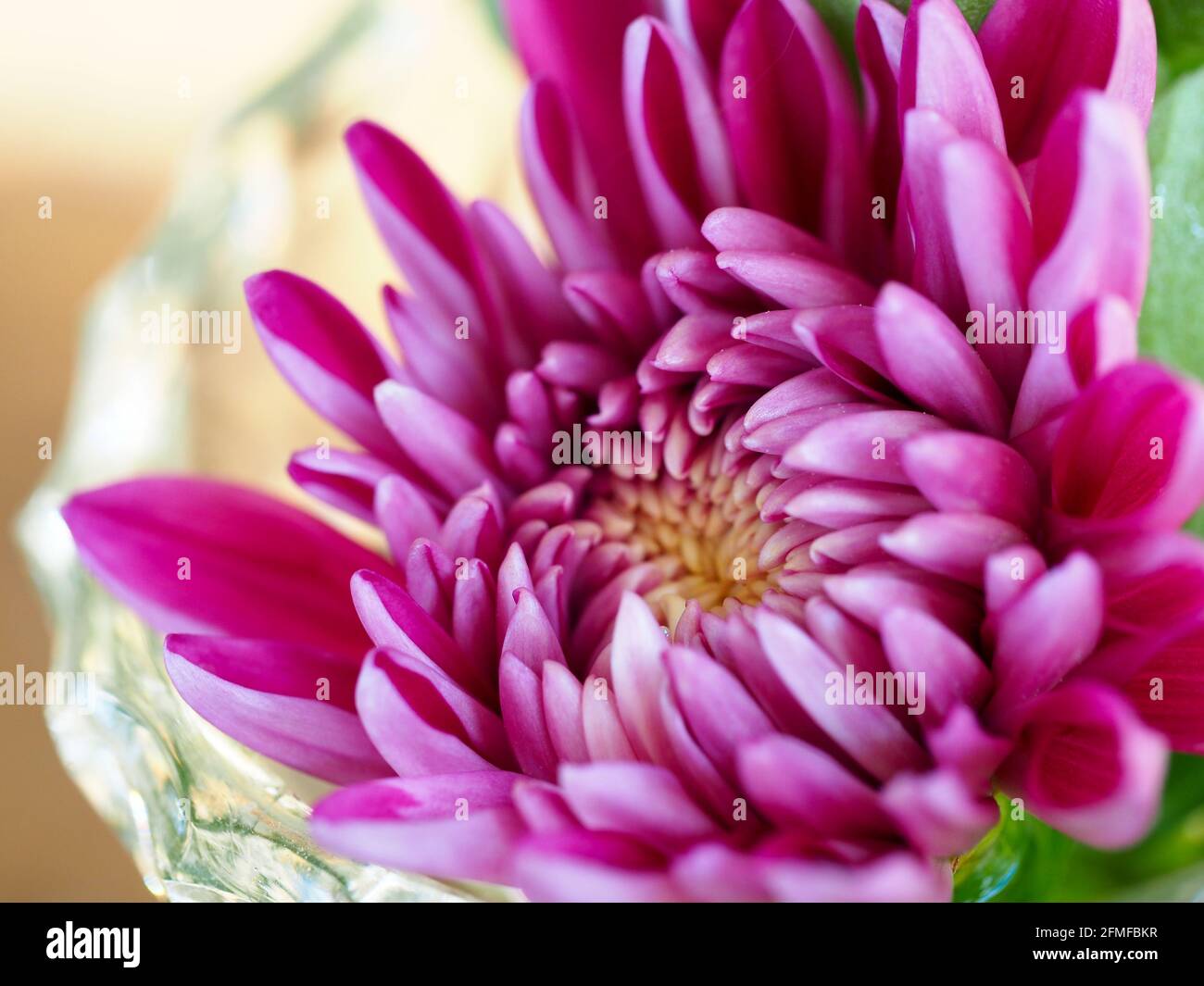 Macro of a Magenta pink Chrysanthemum flower opening in a crystal vase Stock Photo