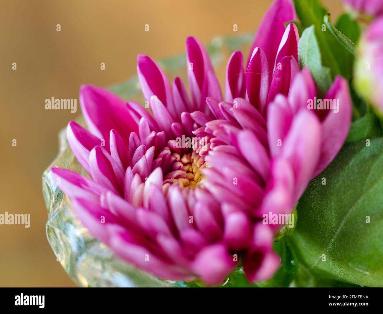 Flowers in a vase, Macro of a Magenta pink Chrysanthemum, Mother’s Day flower opening in a crystal vase Stock Photo