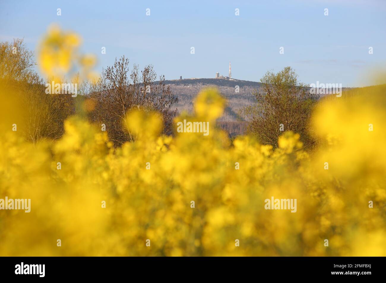 Veckenstedt, Germany. 09th May, 2021. The Brocken rises behind a rapeseed field. The weather in the Harz Mountains today is summerly warm with temperatures above 25 degrees. Credit: Matthias Bein/dpa-Zentralbild/dpa/Alamy Live News Stock Photo