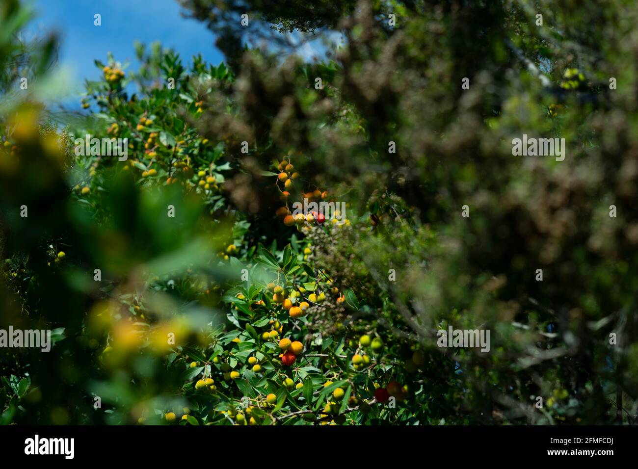 Corbezzolo - Apple of Cain - cane apple, Cinque Terre, Italy Stock Photo