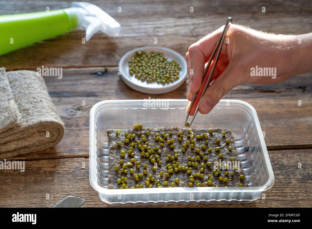 Grow microgreen. Daikon seeds. Sprout Japanese radish on a linen mat in a plastic tray. Seedling. Home garden. Urban gardening. Hobby. A hand with twe Stock Photo