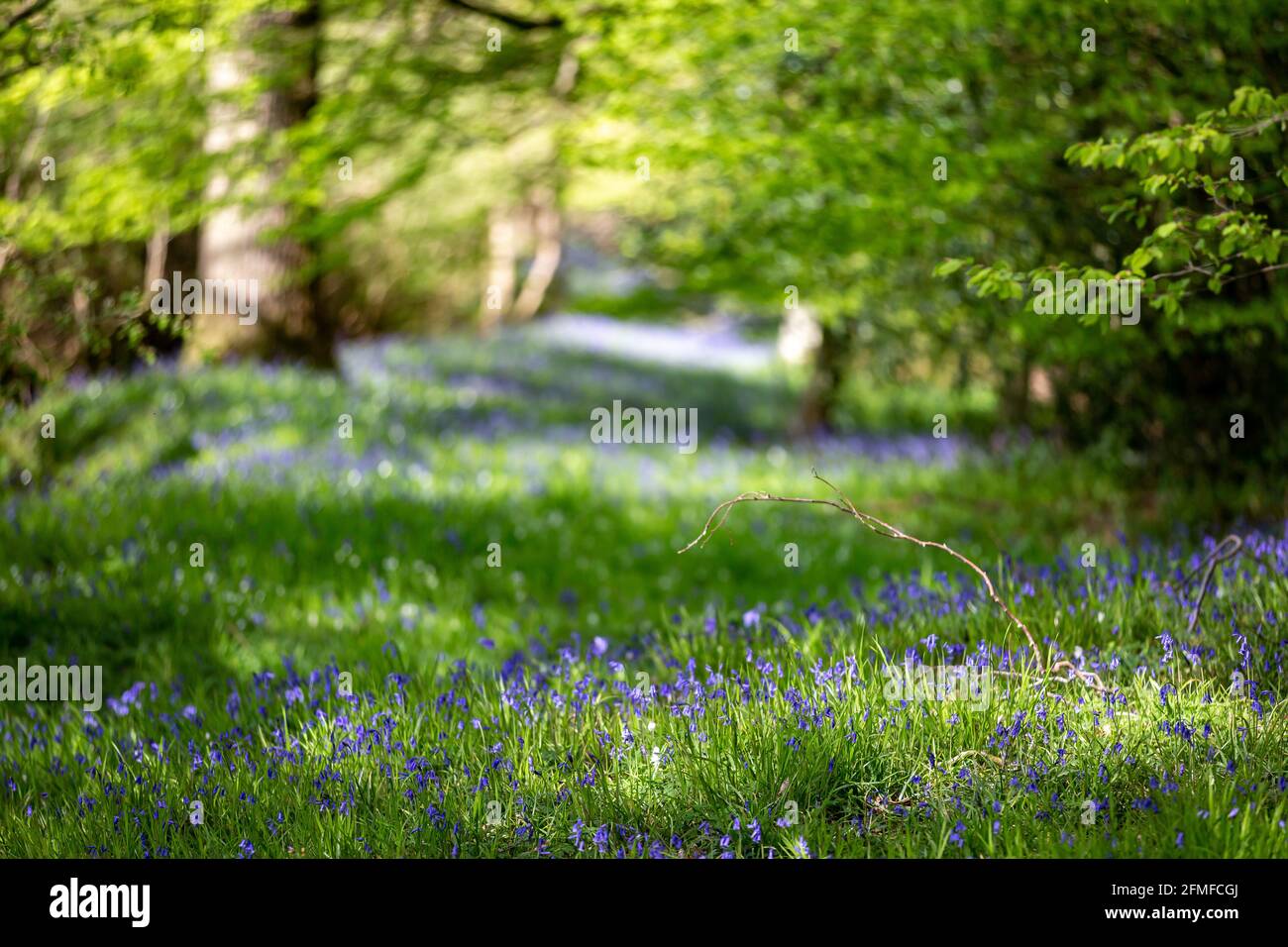 Bluebells growing in Sussex woodland, with a shallow depth of field Stock Photo