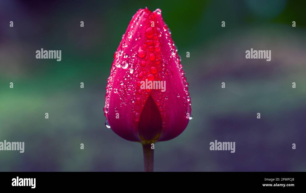 Red tulip after a spring rain - covered with rain drops Stock Photo - Alamy