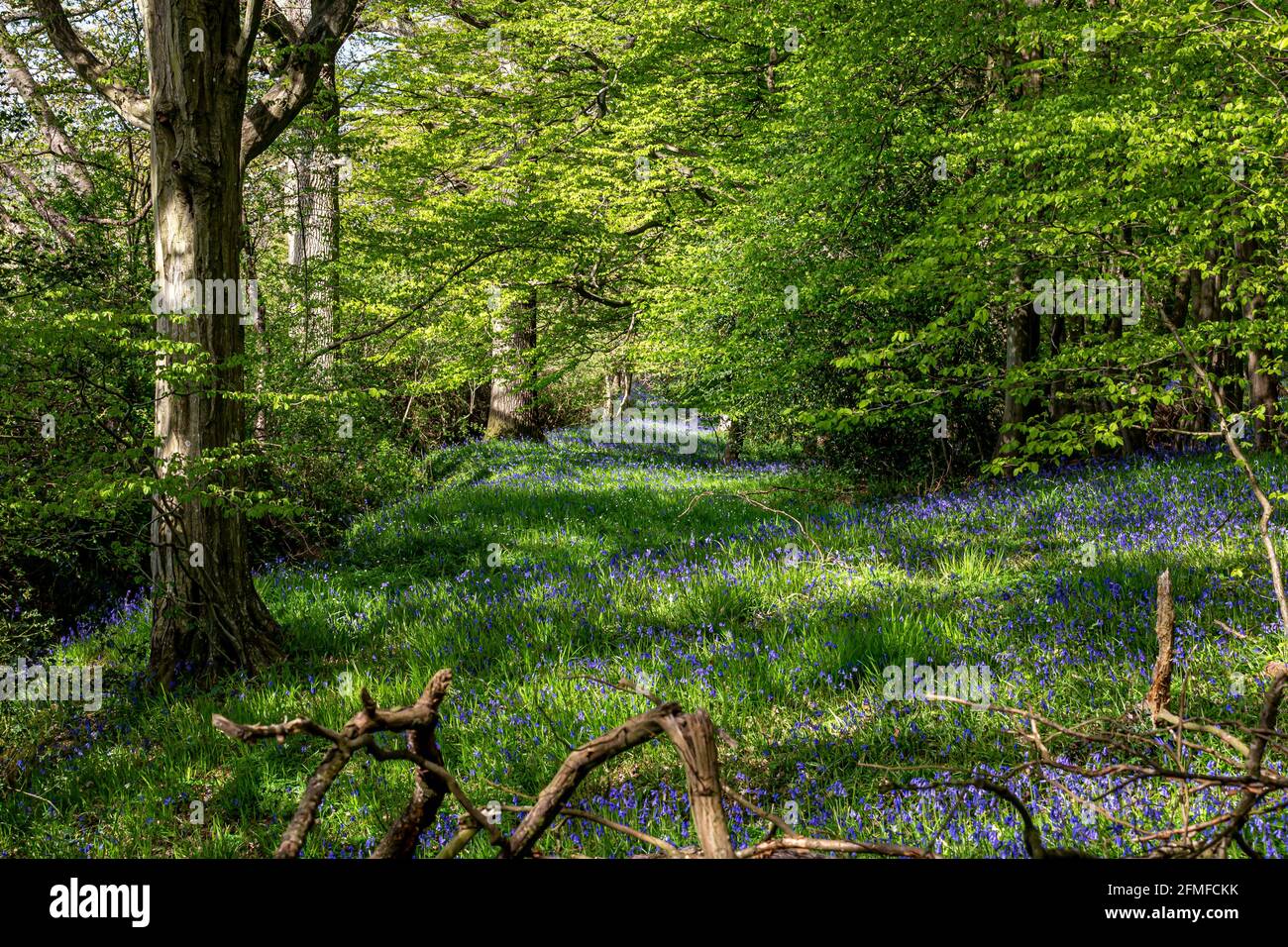 A carpet of bluebells in Sussex woodland Stock Photo
