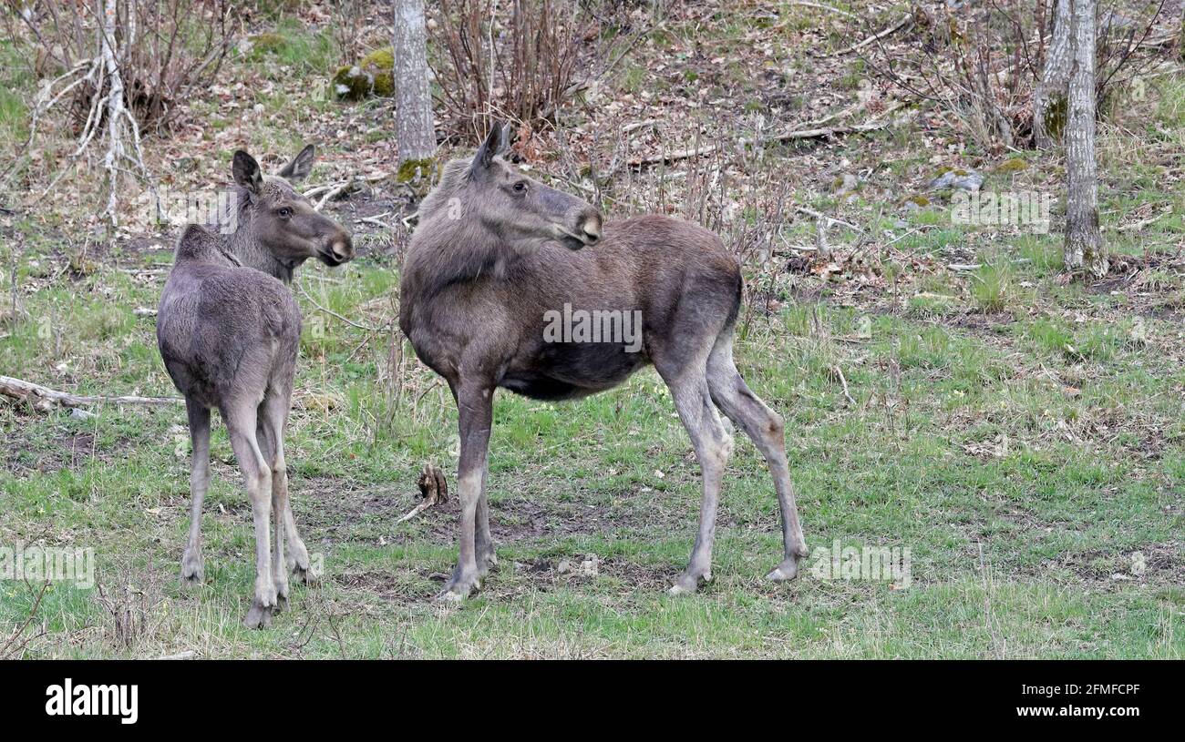 Two European elk, high alert, listening Stock Photo