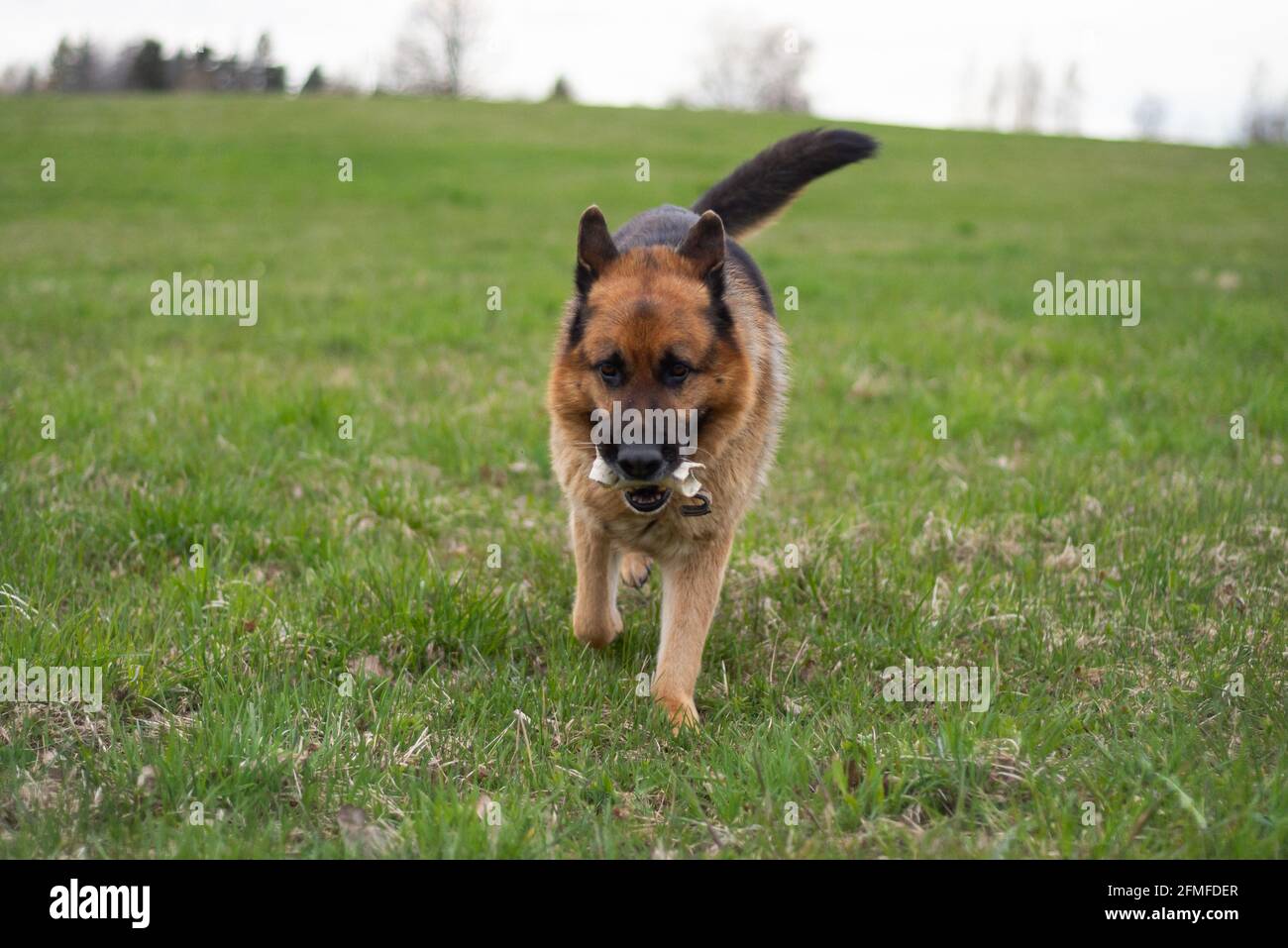 Are Bones Good For German Shepherds