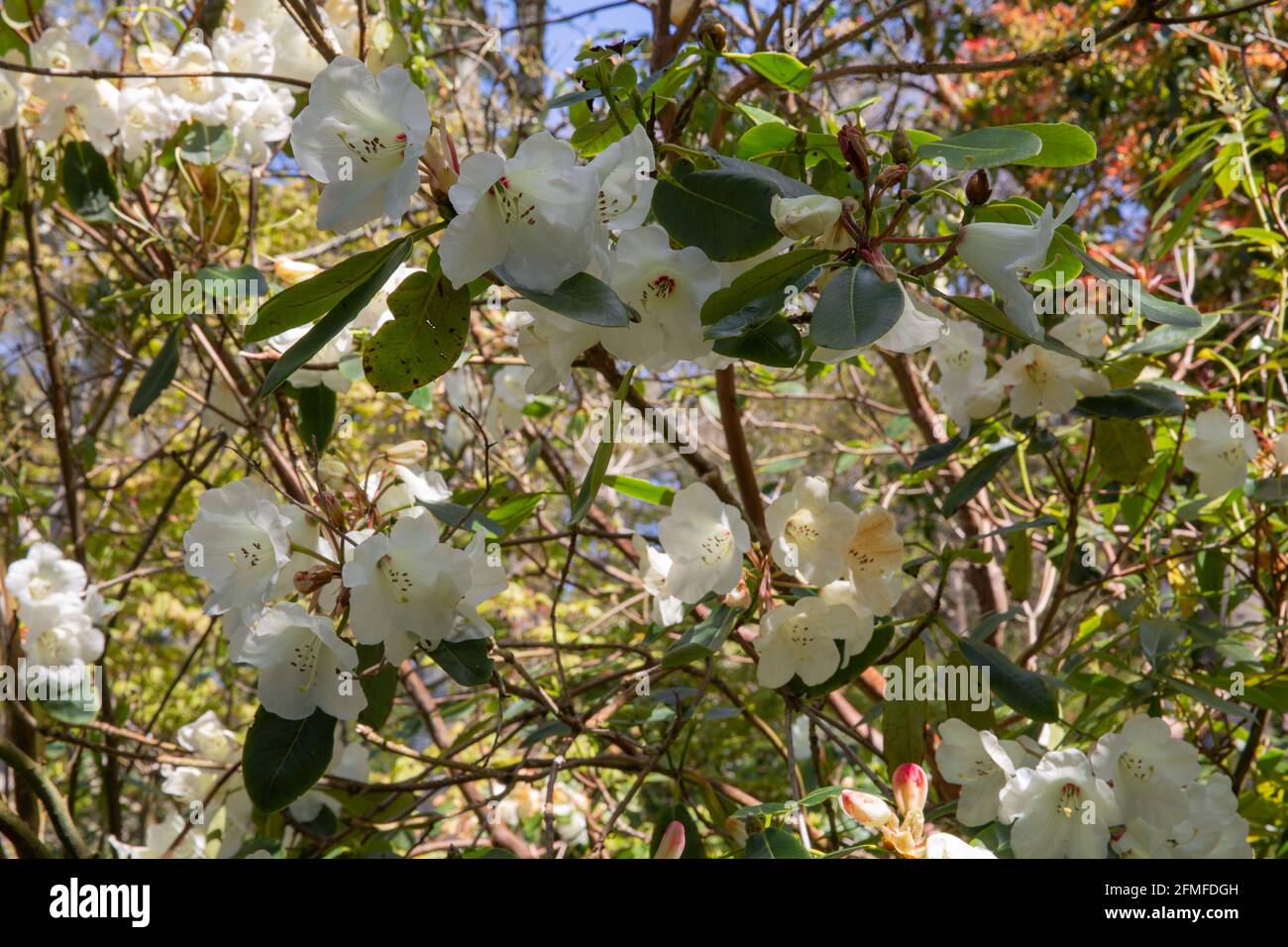 Springtime white blooms of the rhododendron augustinii shrub Stock Photo