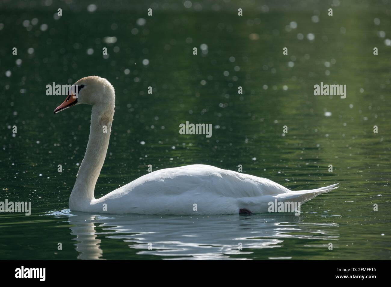 Swans are birds of the family Anatidae within the genus Cygnus Stock ...