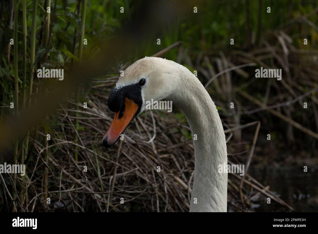 Swans are birds of the family Anatidae within the genus Cygnus Stock ...