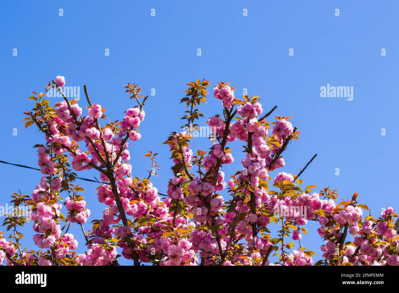 Sakura tree blossom, cherry tree pink flowers on the blue sky ...