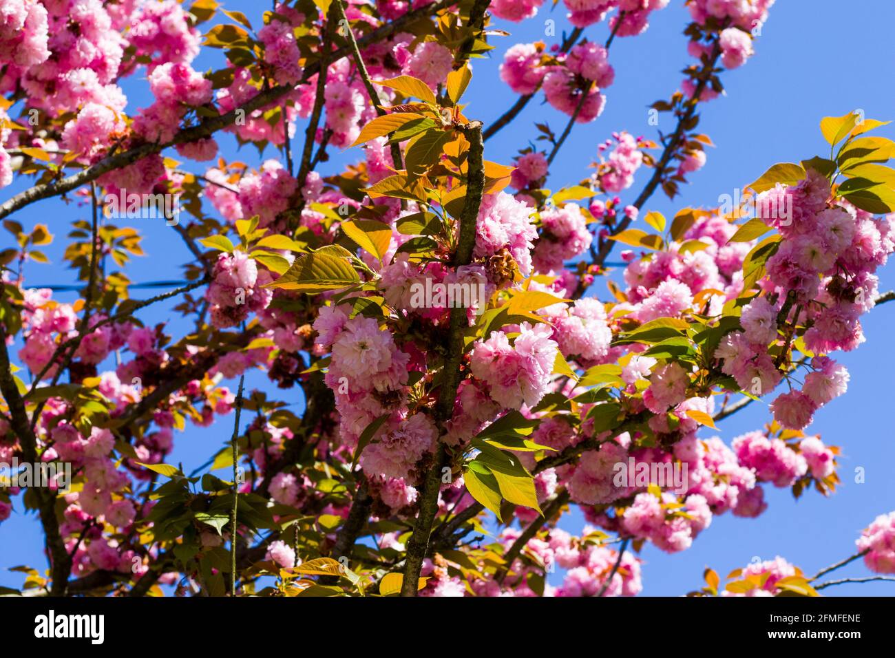 Sakura tree blossom, cherry tree pink flowers on the blue sky ...
