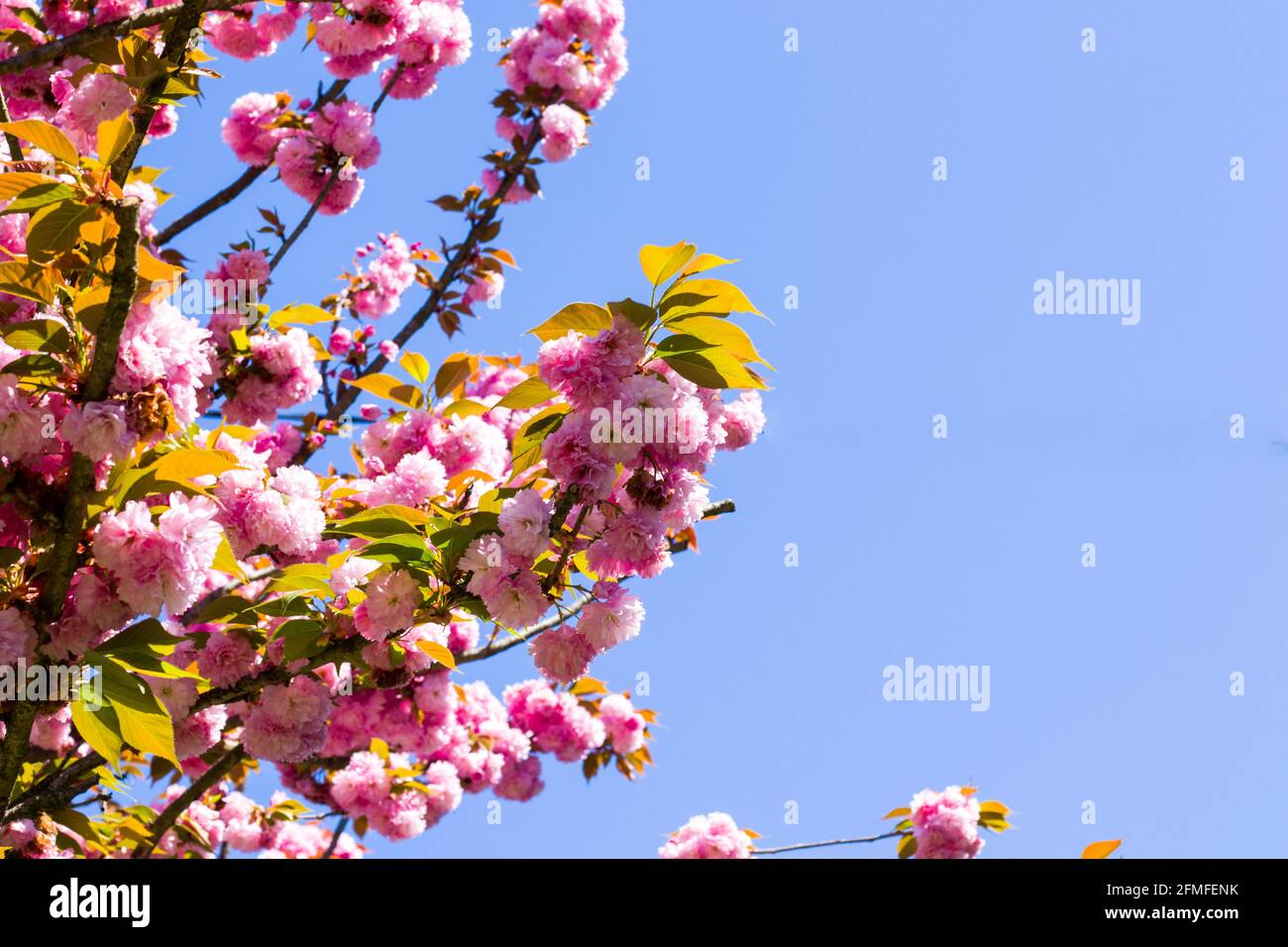 Sakura tree blossom, cherry tree pink flowers on the blue sky ...
