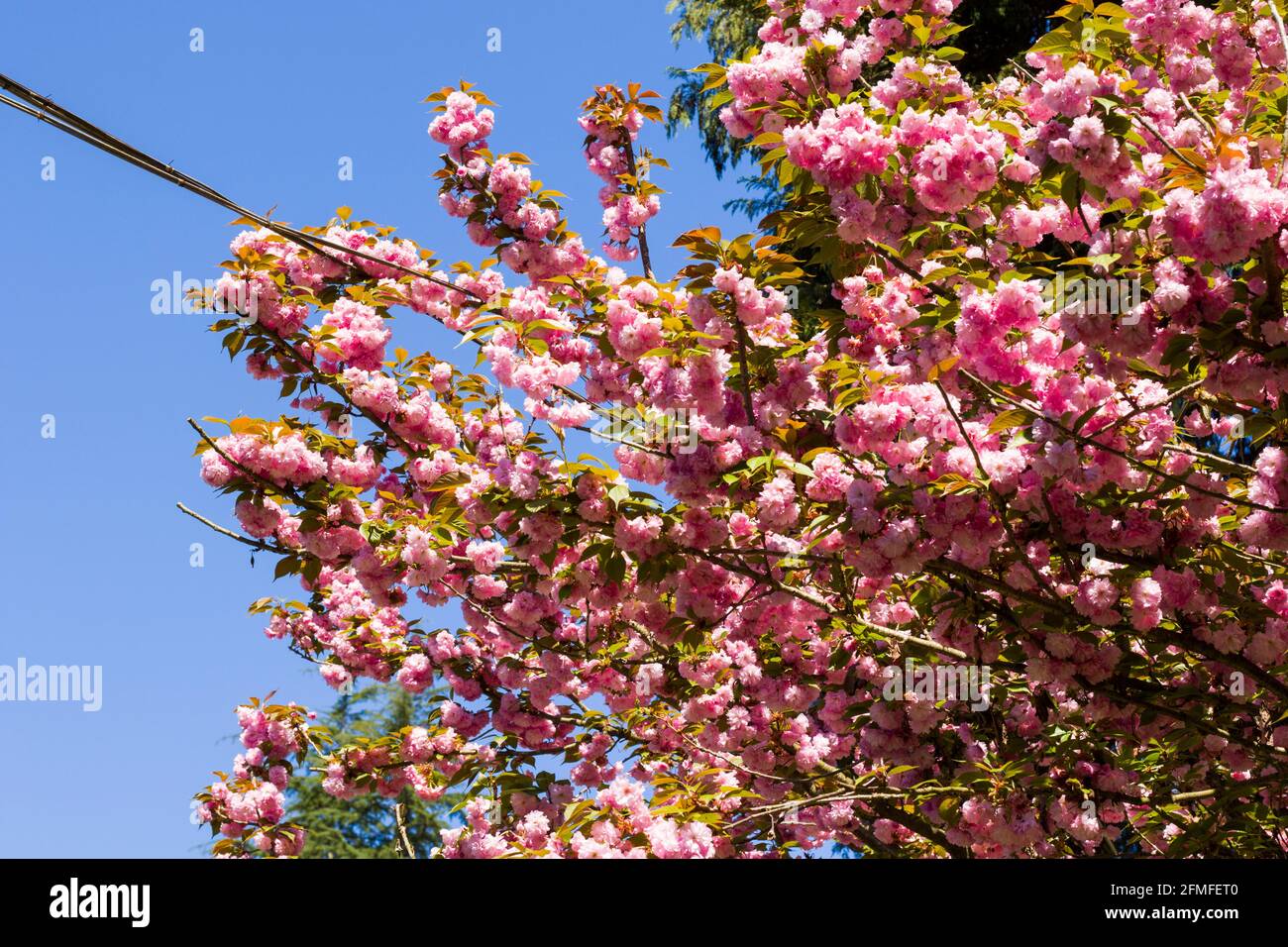 Sakura tree blossom, cherry tree pink flowers on the blue sky ...