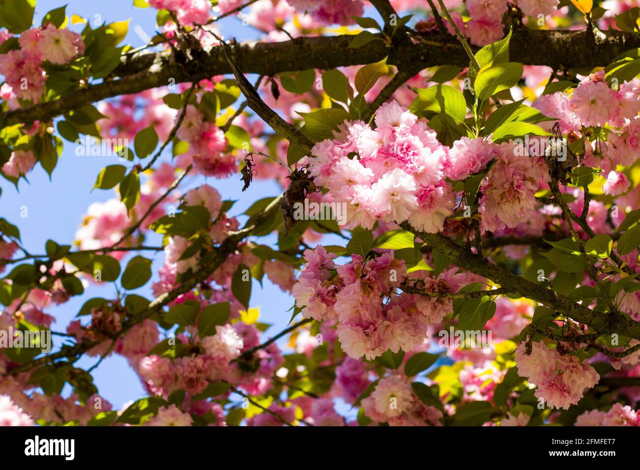 Sakura tree blossom, cherry tree pink flowers on the blue sky ...