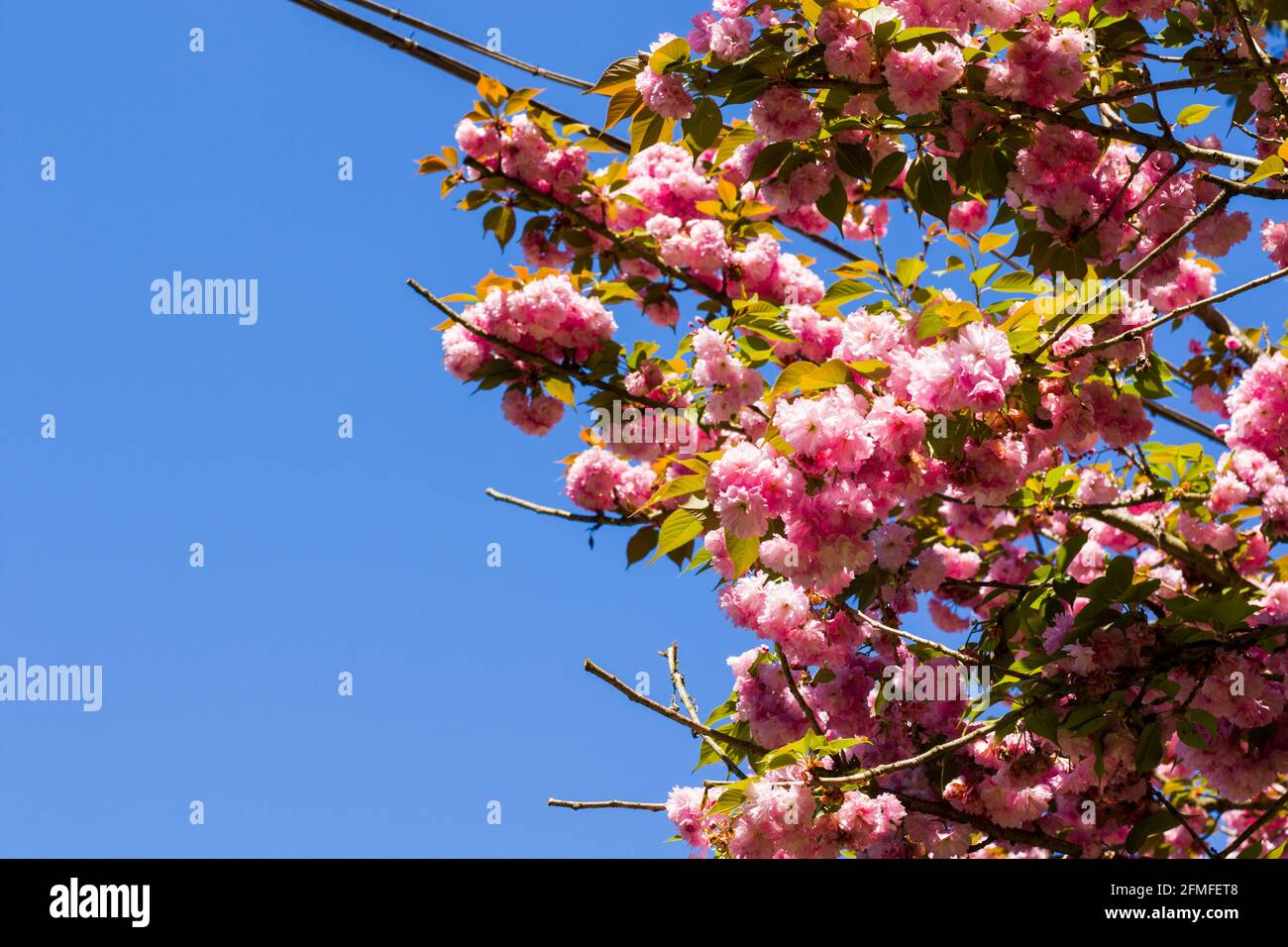 Sakura tree blossom, cherry tree pink flowers on the blue sky ...