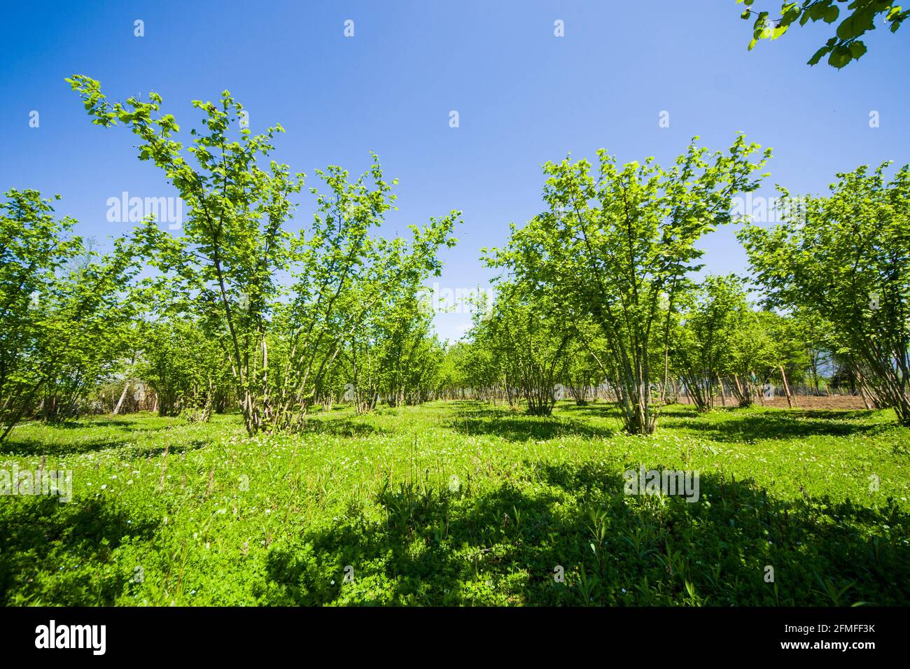 Hazelnut trees plantation landscape and view, large group of trees