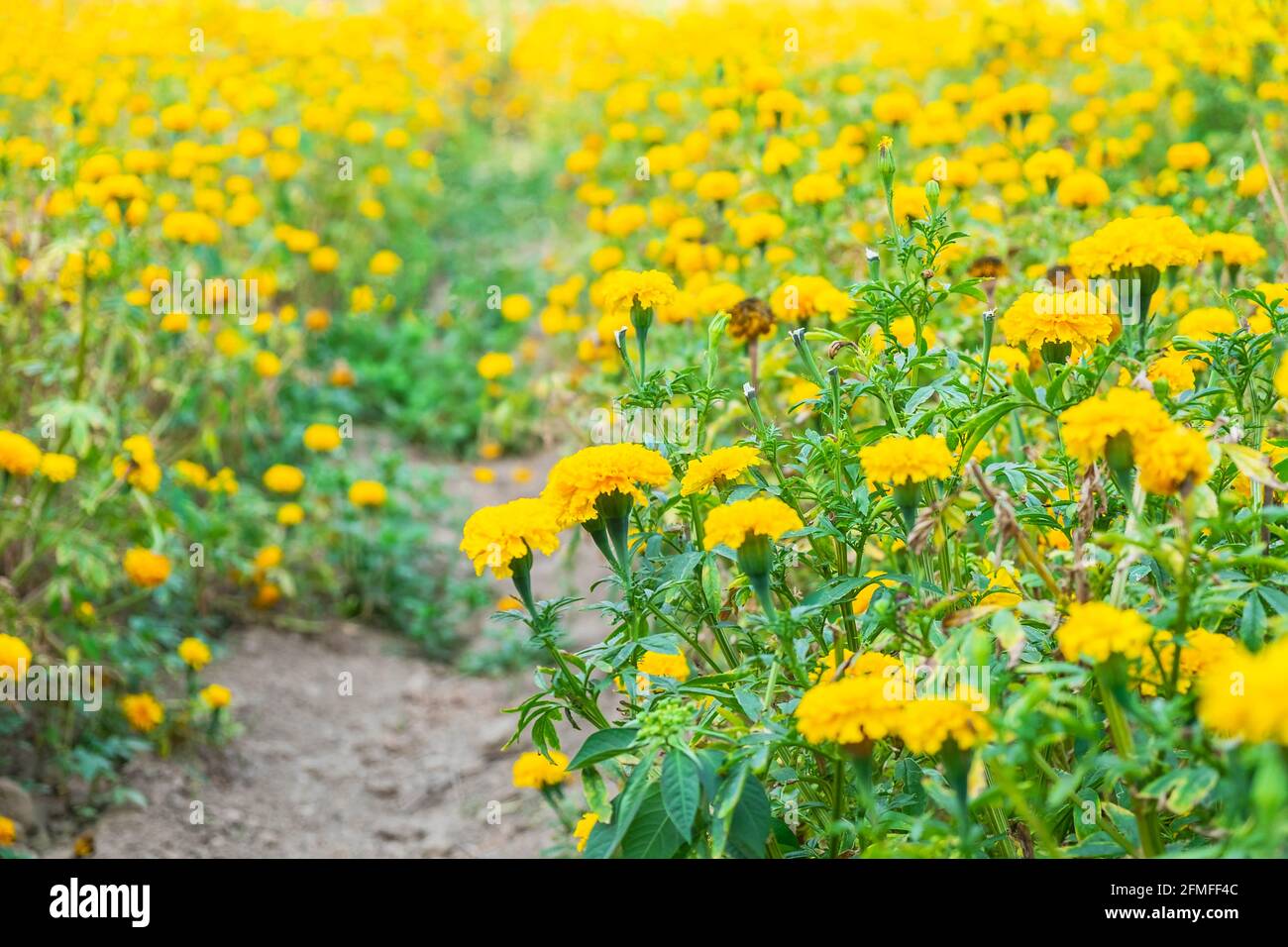Dandelion daisy flowers tree hi-res stock photography and images - Alamy
