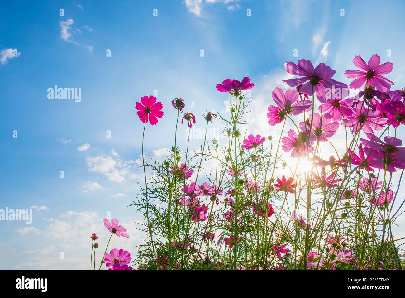 Cosmos flower background and blue sky Stock Photo - Alamy