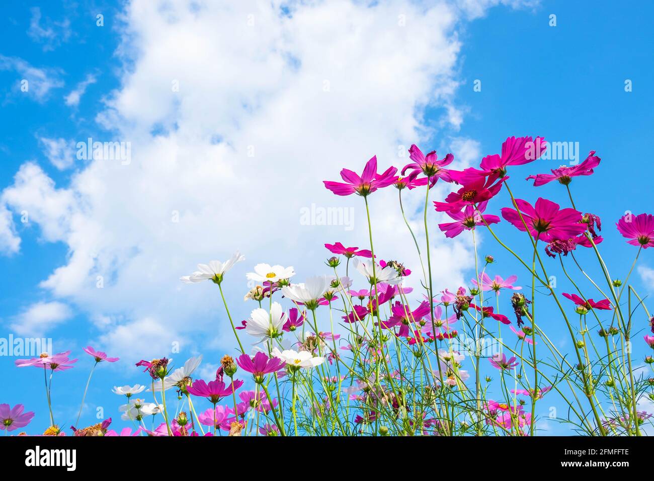 Cosmos flower background and blue sky Stock Photo - Alamy