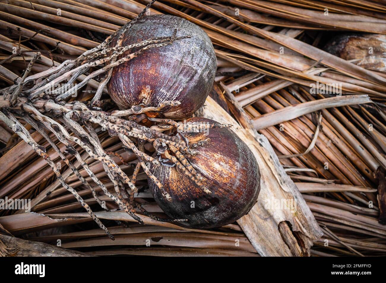 Dried coconut fruits on dried coconut leaves Stock Photo Alamy
