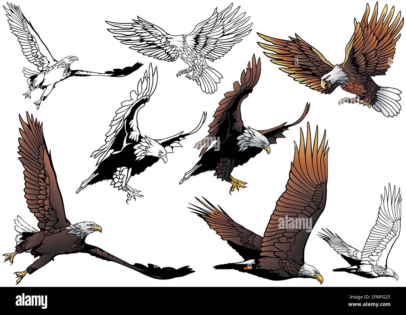 Set of Flying Bald Eagle Stock Vector Image &amp; Art - Alamy
