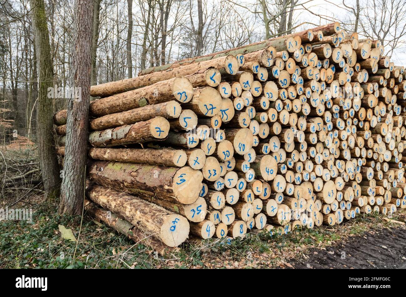 Stack of numbered felled trees at a lumberyard or logging site, log pile trunks or wood logs in the forest, cross-section, deforestation in Germany Stock Photo
