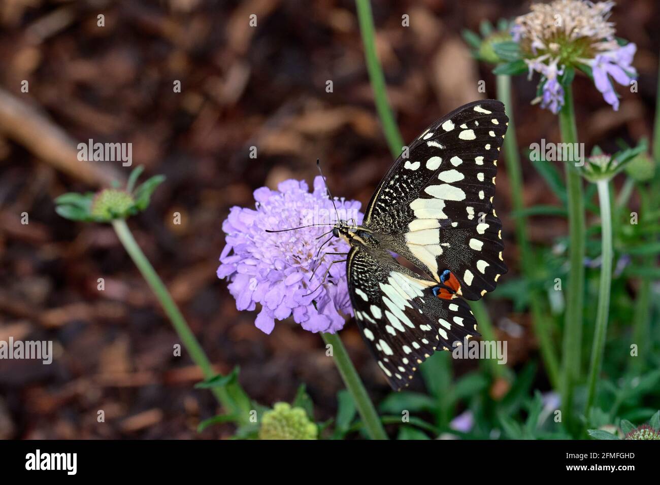 Tropical butterflies at Middleton Common Farm Butterfly Gardens Stock