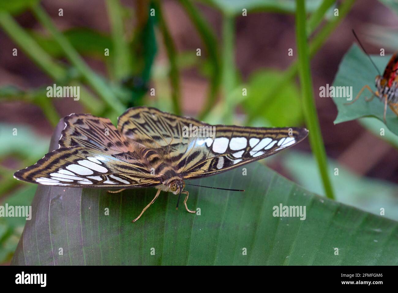 Tropical butterflies at Middleton Common Farm Butterfly Gardens Stock