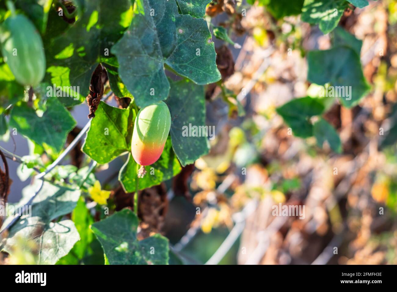 lvy gourd fruit on natural Stock Photo