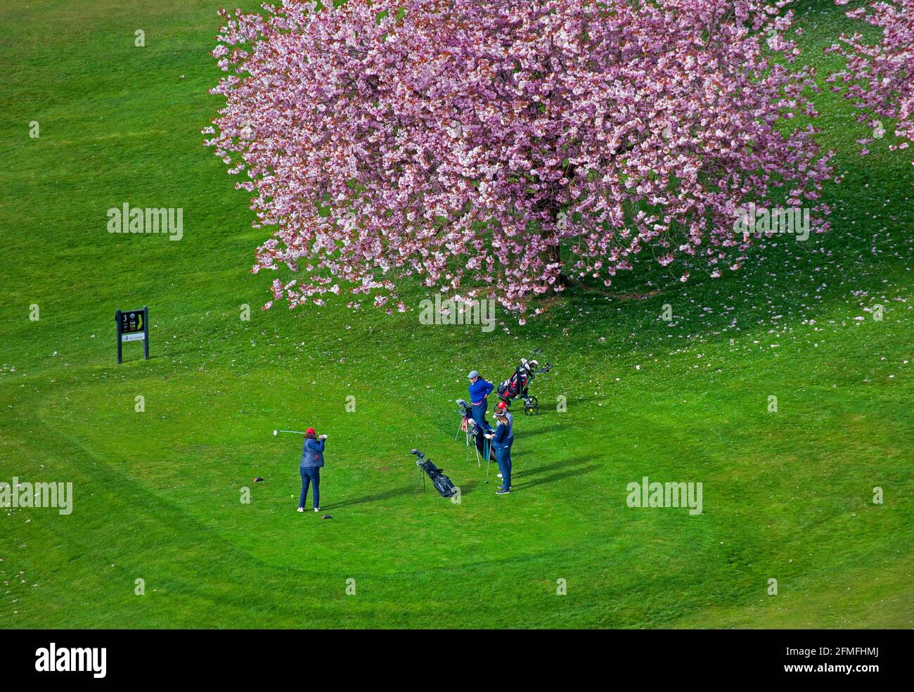 Edinburgh, Scotland, UK weather. 9th May 2021. Cloudy bright and milder at 11 degrees in Holyrood Park overlooking Prestonfield golf course. Pictured:group of ladies playing golf surrounded by a variety of pink blossom trees within the golf course. Credit: Arch White/Alamy Live News. Stock Photo
