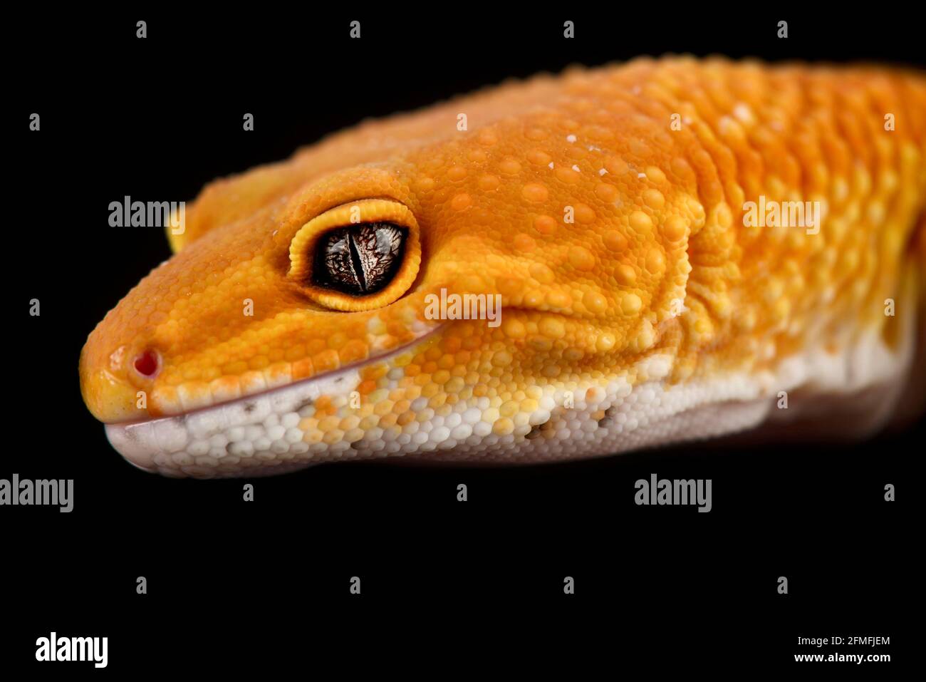 Tangerine leopard gecko (Eublepharis macularius) Stock Photo
