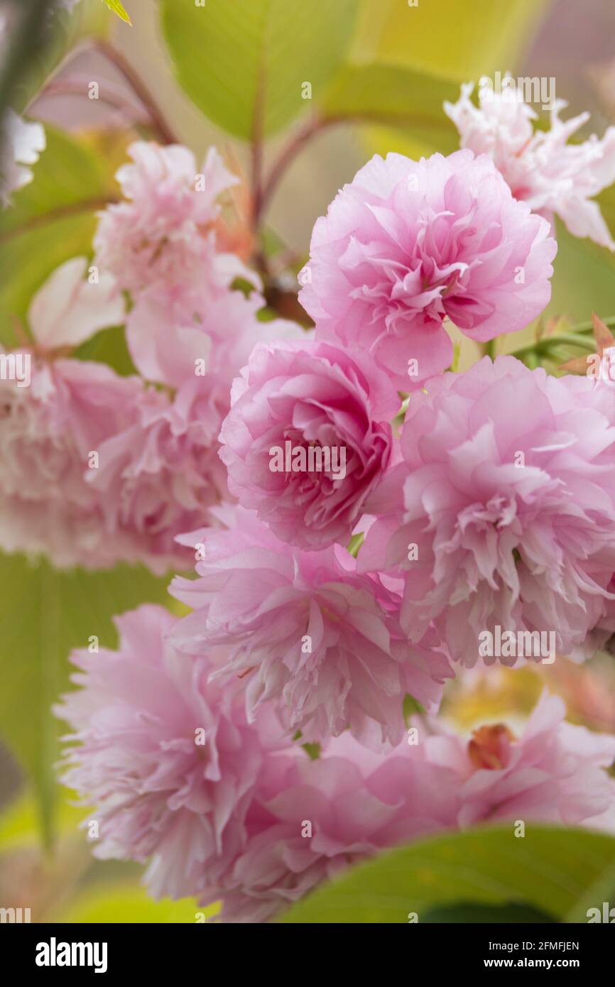 Spring background. Pink blossom Stock Photo