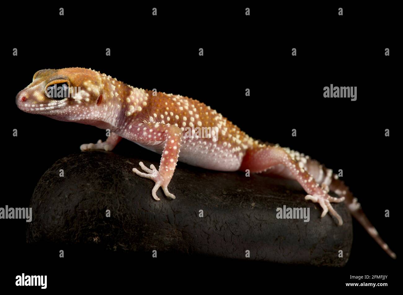 thick-tailed gecko (Underwoodisaurus milii) Stock Photo