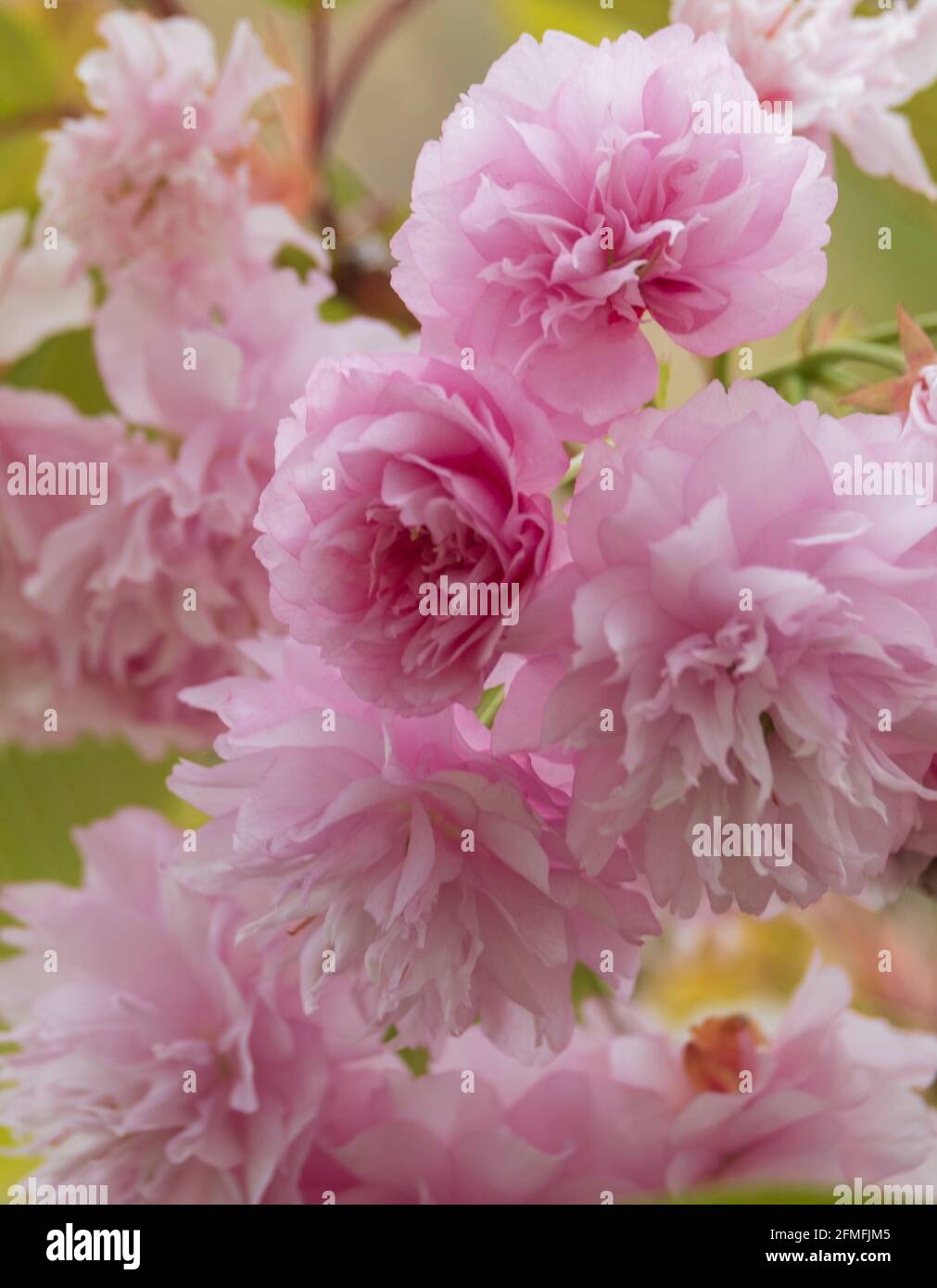 Spring background. Pink blossom Stock Photo
