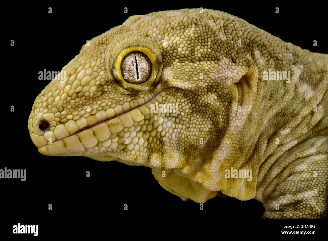 The Ball python (Python regius) is one of the most popular pet snake species in the world. They are being bred in a huge variety of colors. Stock Photo