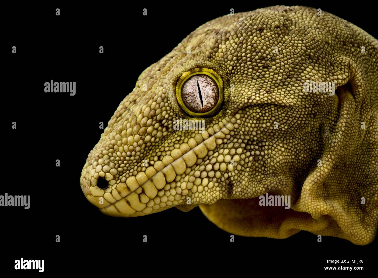 Leachie Gecko Hi res Stock Photography And Images Alamy reptiles-the-world-zoo-asia
