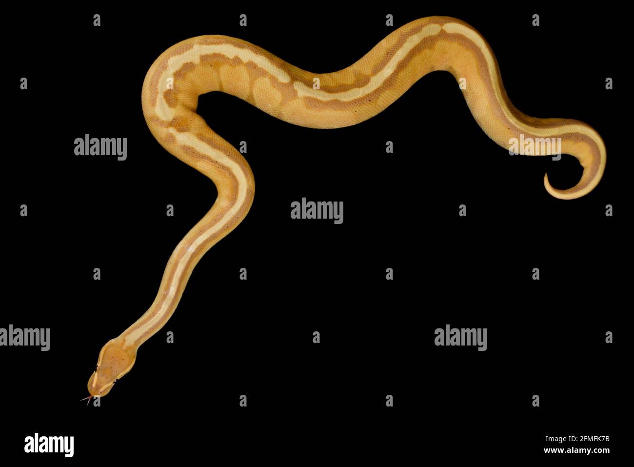 The Ball python (Python regius) is one of the most popular pet snake species in the world. They