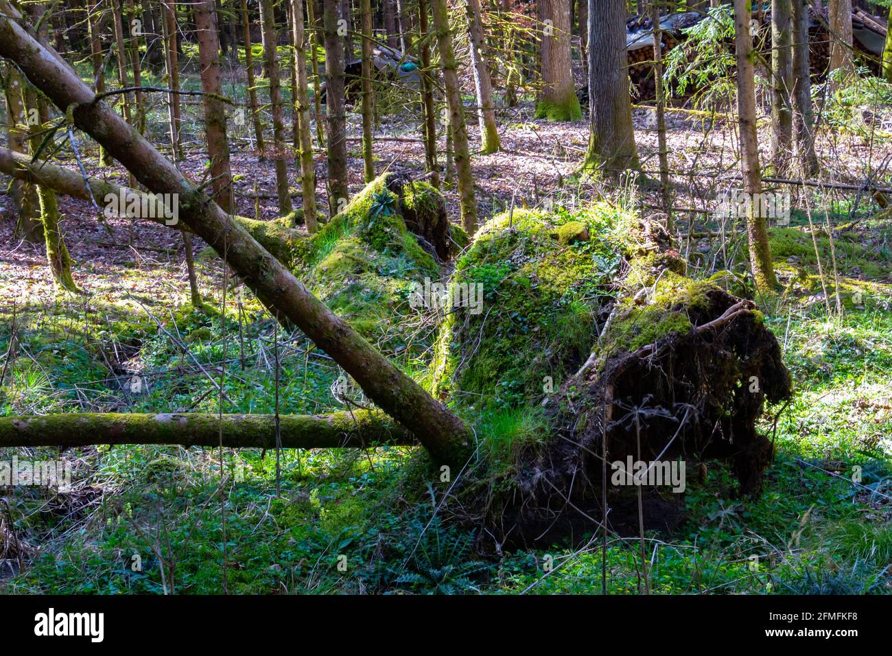 Fallen tree in the forest Stock Photo - Alamy
