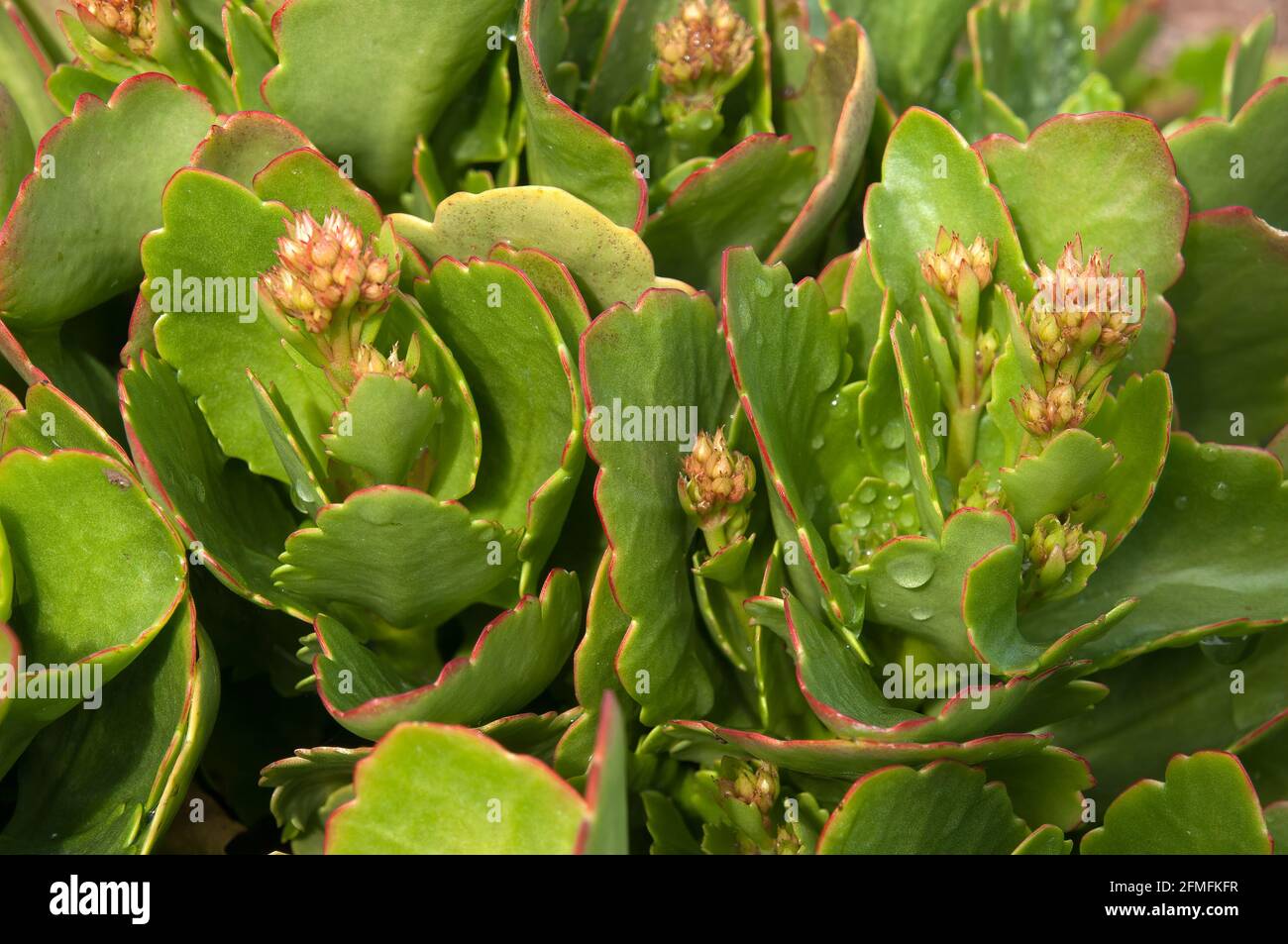 Sydney Australia, leaves and buds of a calandiva kalanchoe succulent Stock Photo