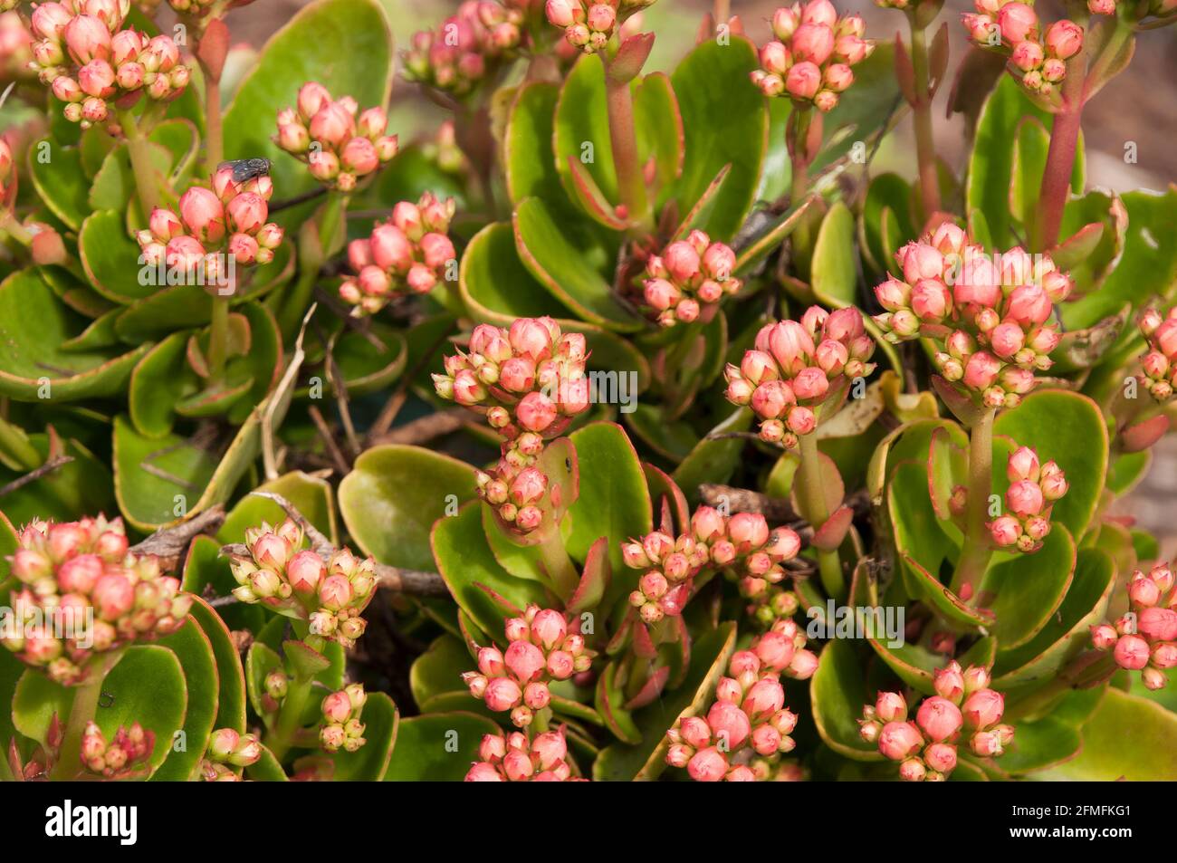 Sydney Australia, leaves and pink buds of a calandiva kalanchoe succulent Stock Photo