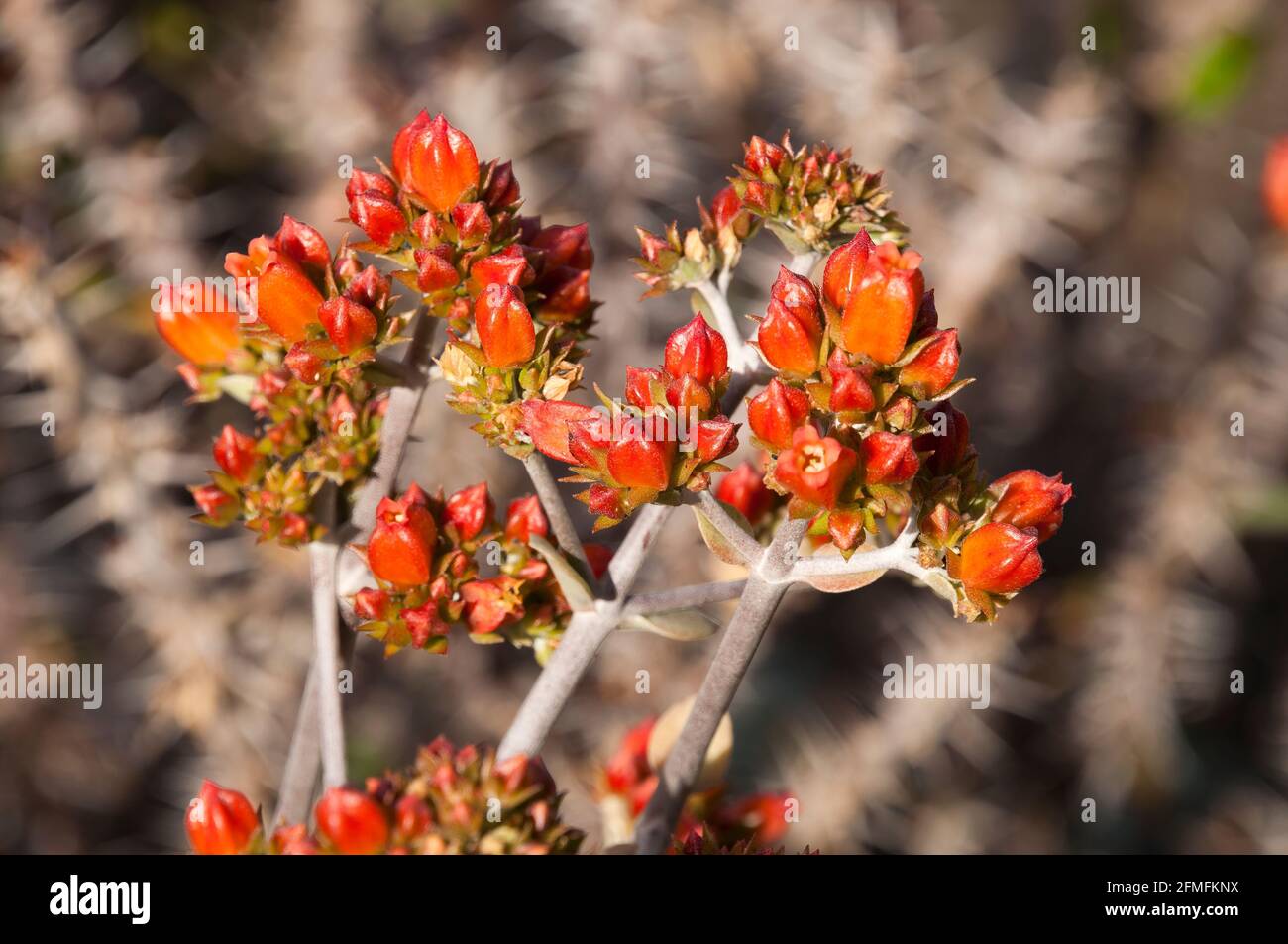 Sydney Australia, red-orange bell-shaped flowers of a Kalanchoe bracteata succulent native to madagascar Stock Photo