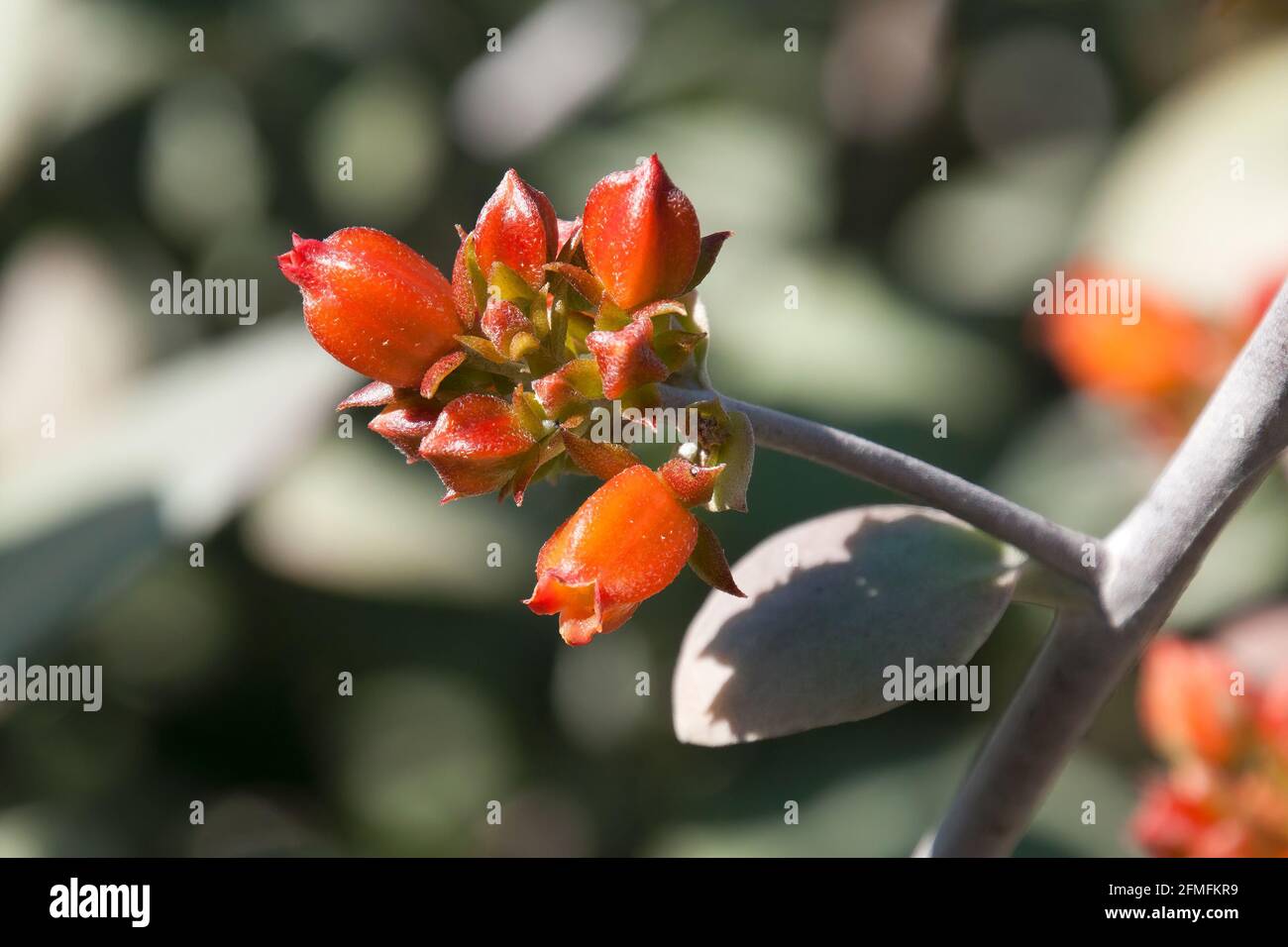 Sydney Australia, red-orange bell-shaped flowers of a Kalanchoe bracteata succulent native to madagascar Stock Photo