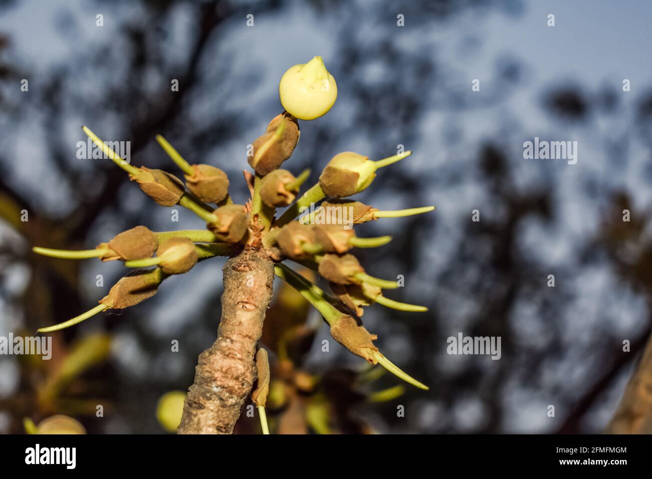 madhuca Longifolia flower bud in the tree branches wild natural foods. Stock Photo