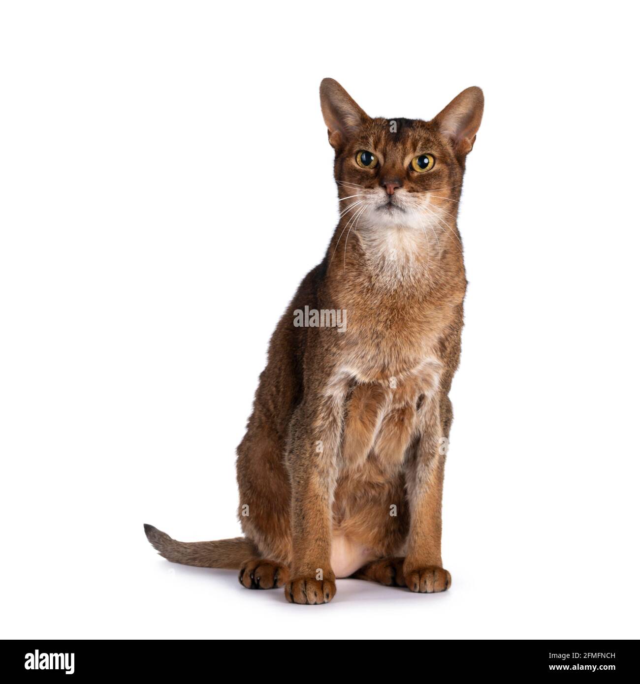 Abyssinian Cat Sitting High Resolution Stock Photography and Images - Alamy