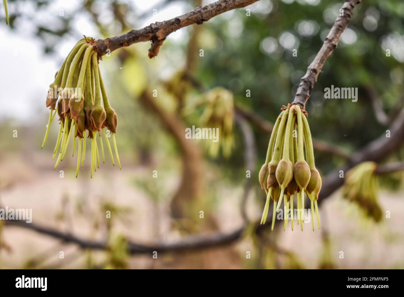 madhuca Longifolia flower bud in the tree branches wild natural foods. Stock Photo