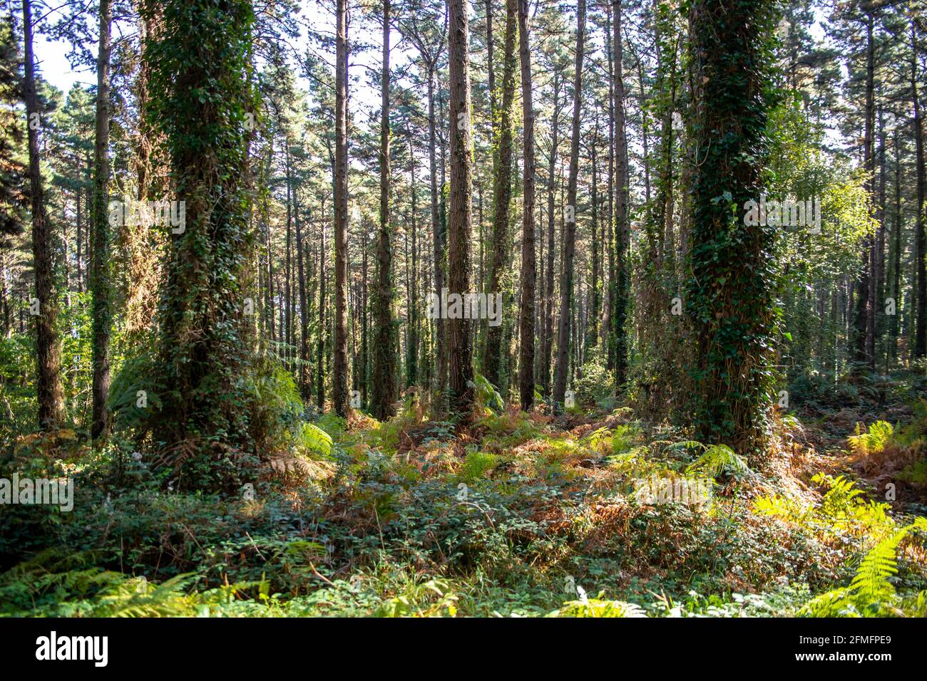Green wood sunny hi-res stock photography and images - Alamy