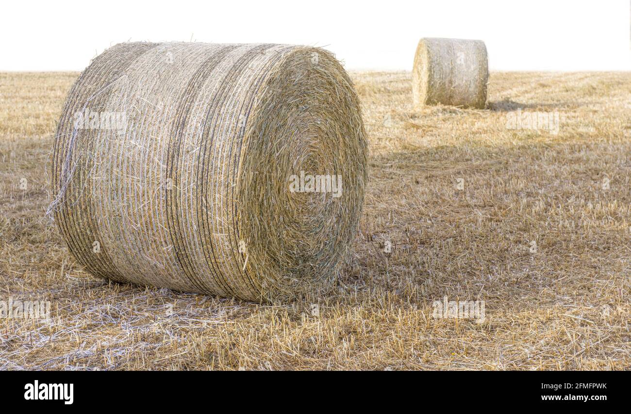 Two hay stacks on dry grass isolated on white background Stock Photo Alamy