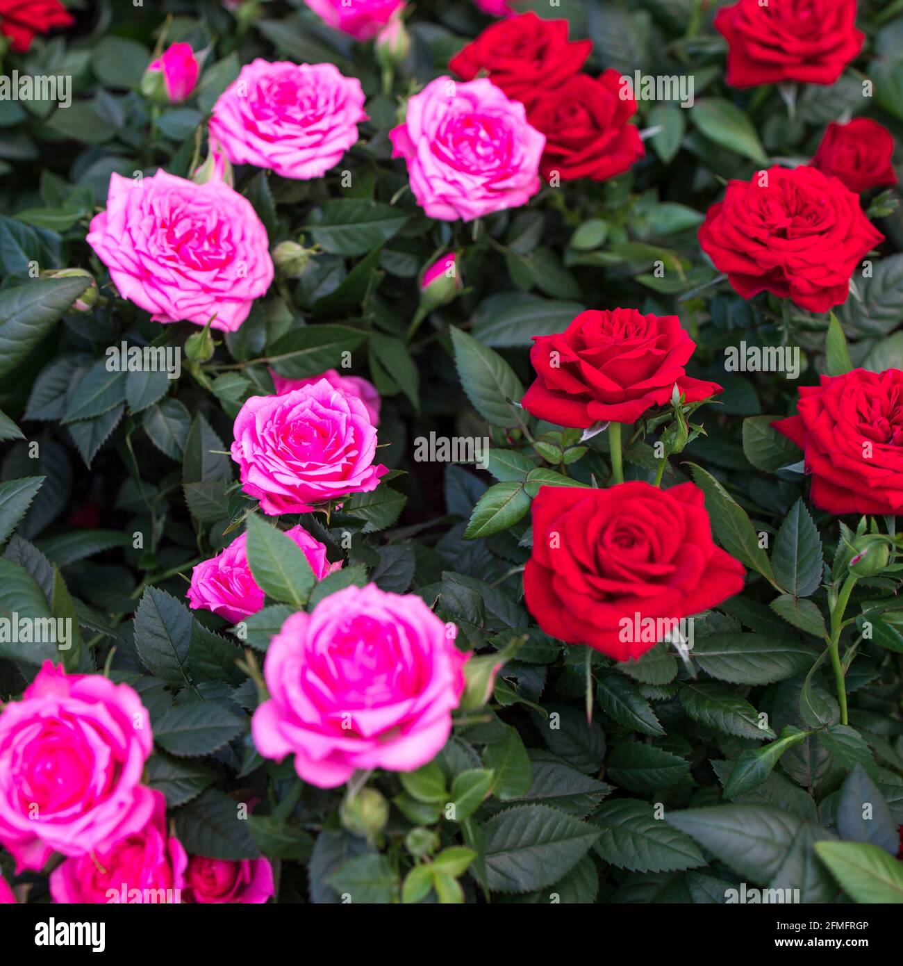 Various varieties of roses outdoors in a flowerbed as a decoration of ...