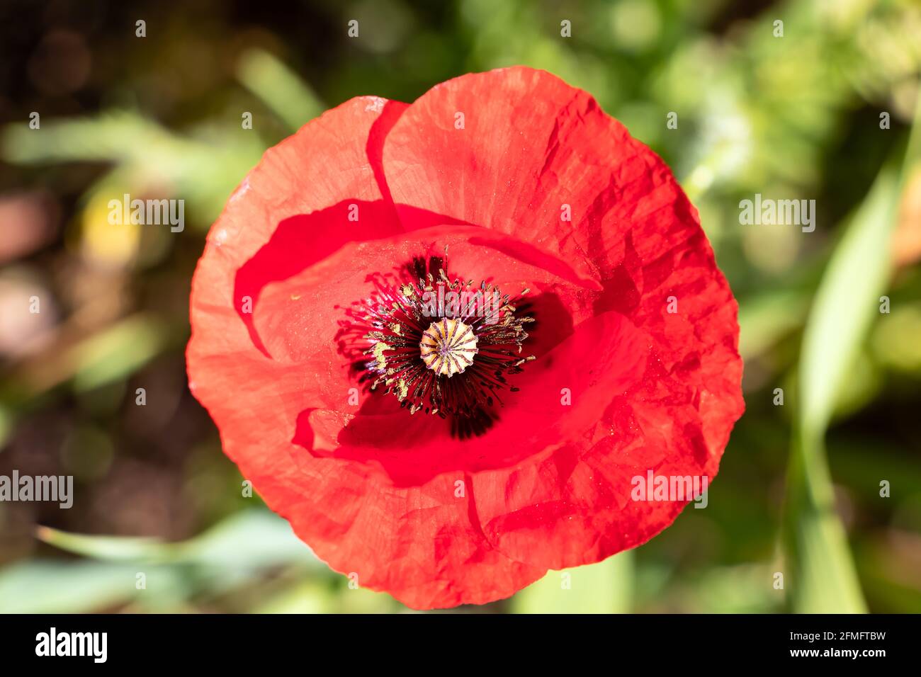 Papaver rhoeas, common names are common or corn poppy, corn rose, field poppy, Flanders poppy, and red poppy, is an annual herbaceous species of flow Stock Photo